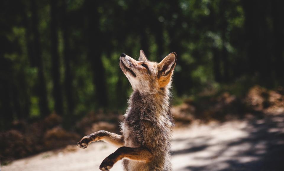 Wildlife photographer of the decade. Winner of many awards.